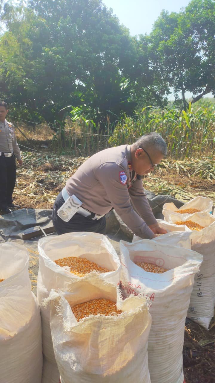POLRES SUBANG PANEN JAGUNG WUJUD DUKUNGAN KETAHANAN PANGAN NASIONAL
